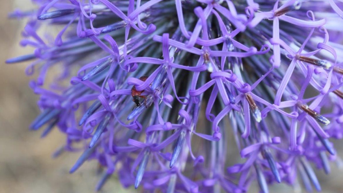כמה מיוחד להיות רגילה