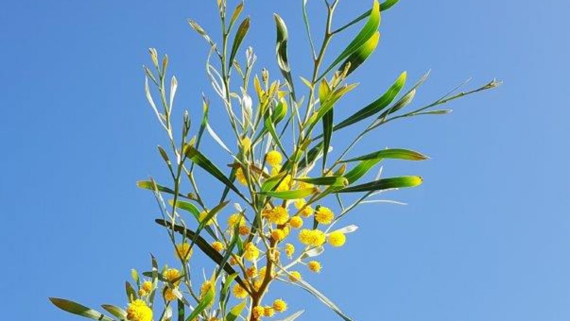 יציאת מצרים שלי