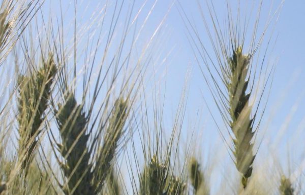 פנו דרך לנו, ביכורים איתנו – מה בין ביכורים והתחלה